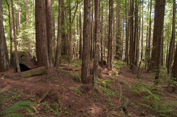 Second-growth Redwoods