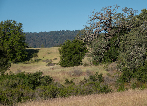 Grassland, Chaparral -- Deer, Swallow