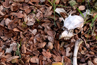 Deer Skull on Oak Leaves
