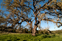 Visitors' Oak in Springtime