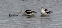 American Avocet (Recurvirostra americana) Pair