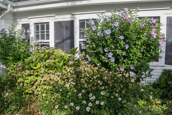 Side Garden