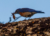 4/7/2019 Avian Activity in Phainopepla Tree