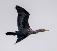 Double-crested Cormorant (Phalacrocorax auritus) in Flight