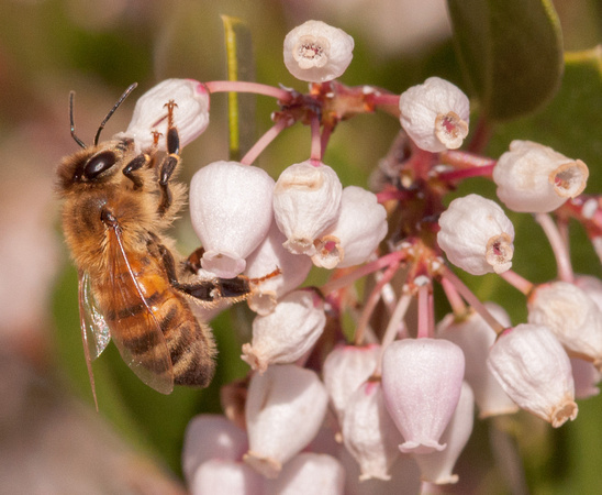 Honeybee on Manzanita Flowers