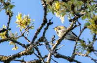 Yellow-rumped Warbler (Setophaga coronata) in Visitors' Oak in Springtime