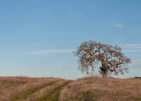 Lonely Oak and Road