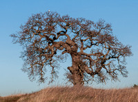 Mistletoe Comes and Then Goes: Lone Valley Oak, 2009-2024