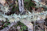 Lichen Varieties