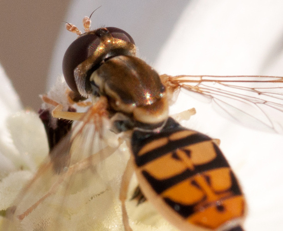 Female Syrphid Fly (Taxomerus marginatus) (Detail)