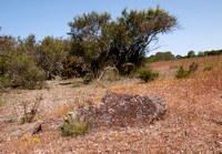 Grassland Scene