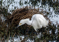 Snowy Egret (Egretta thula)