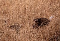 Turkeys in Grass