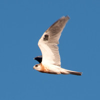 Juvenile Black-shouldered Kite (Elanus leucurus) in Flight