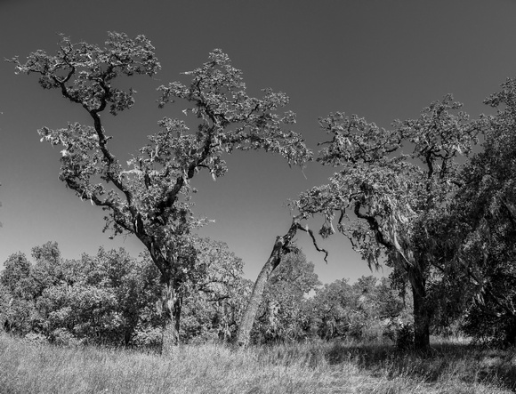 Oak Tableau