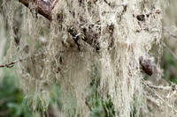 California Spanish Moss (Ramalinda menziesii)