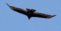Turkey Vulture (Cathartes aura) Glides Overhead