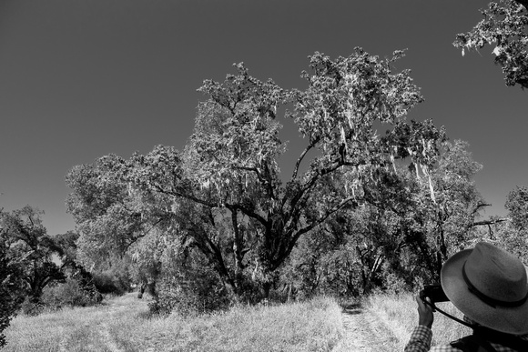 Capturing the Oak