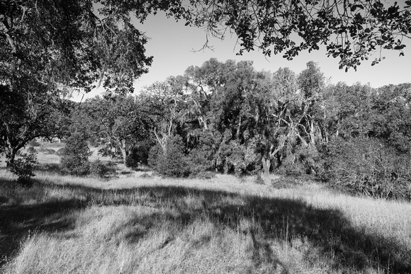 Oaks and Grassland