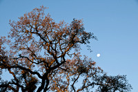 Valley Oak, Moon, Dawn