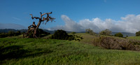 "Phainopepla Tree", Rolling Hills, and Windy Hill