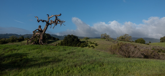 "Phainopepla Tree", Rolling Hills, and Windy Hill