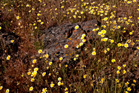 Tidy Tips, Serpentine Rock, & Lichen