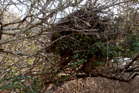 Nest of Dusky-footed Woodrat (Neotoma fuscipes) in Tree