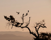 Kite Lands at Dawn