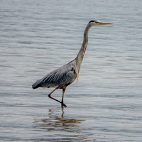 Great Blue Heron (Ardea herodias), Walking