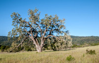 Valley Oak (Quercus lobata)