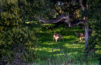 Two Deer beneath Coast Live Oak