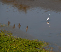 Great Egret (Ardea alba) with Reflection of Flying Ducks
