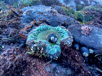 Open Sea Anemone and Wet Rocks
