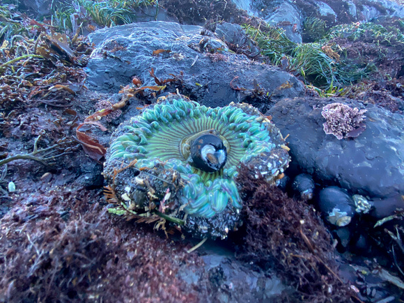 Open Sea Anemone and Wet Rocks