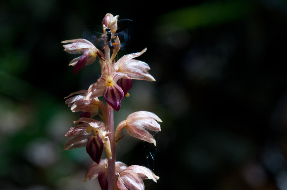 Insect Visits Coralroot Orchid (Corallorhiza maculata?)
