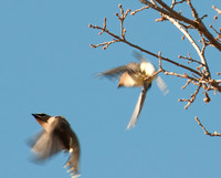 Cedar Waxwings (Bonbycilla cedrorum) in Flight