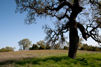 Valley Oaks in Meadow