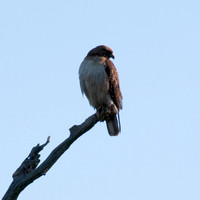 Hawk on Woodpecker Tree