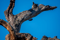 Acorn Woodpecker Probes Phainopepla Tree