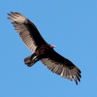 5/18/2011 Vultures Benefit from a Mountain Lion's Prey