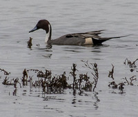 Male Northern Pintail (Anas acuta)