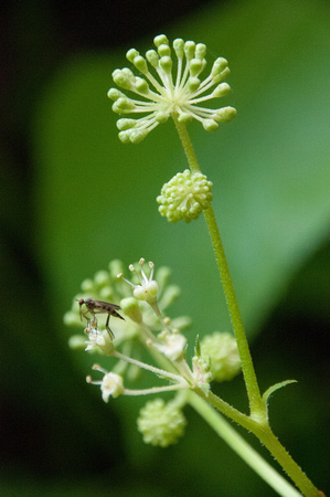 Flowers with Insect