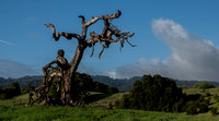 "Phainopepla Tree" and Windy Hill