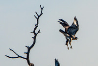 Northern Harrier (Circus cyaneus) Taking Off