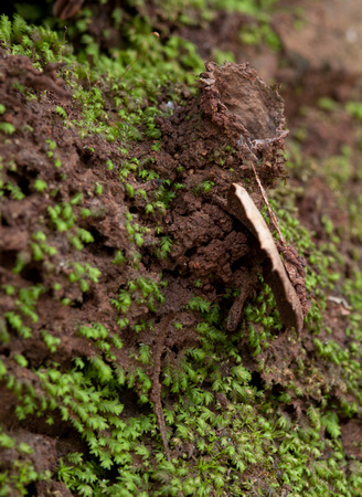 Turret Spider Nest