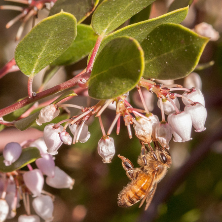 Honeybee on Manzanita Flowers