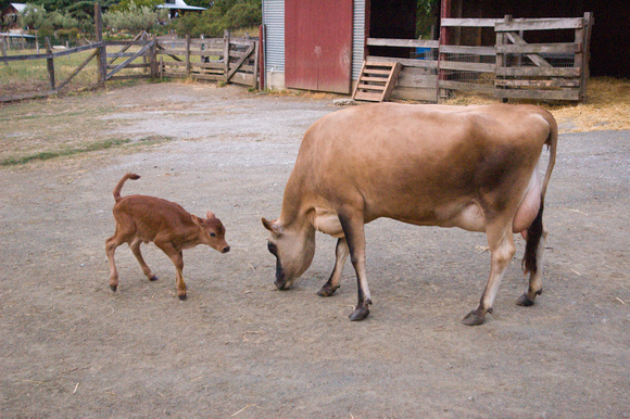 050623calf_cleo_aurora_4days_old_dq