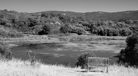 Monika's Bench and Searsville Lake