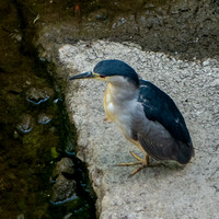 Black-crowned Night Heron (Nycticorax nycticorax) below Searsville Dam